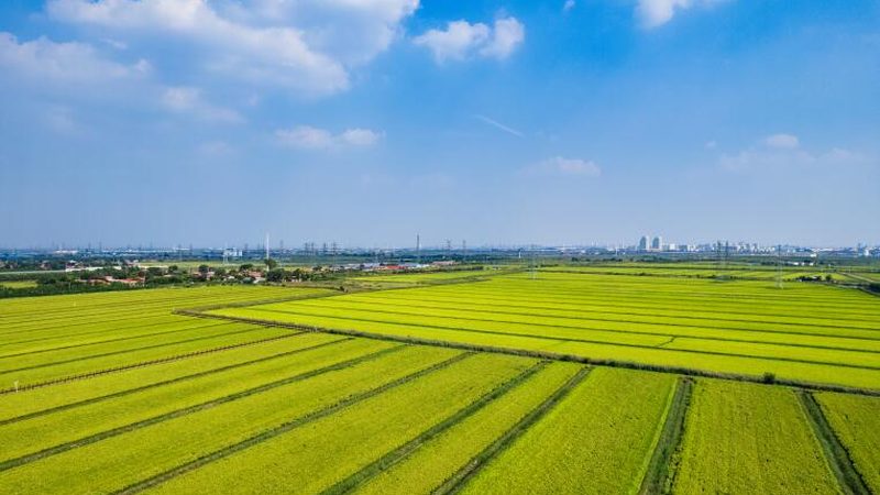 蔬菜玻璃温室大棚定制方案：构建高效农业生产环境