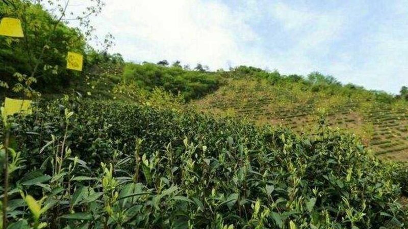 揭秘国内农业种植学习平台，助力农户增产增收