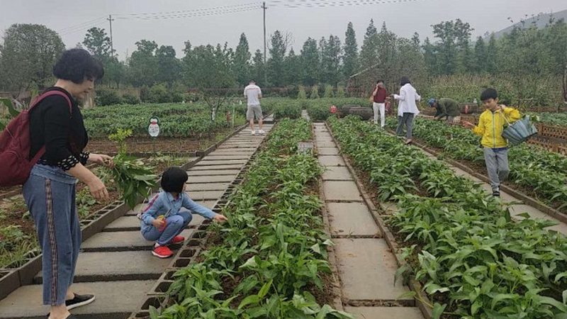 绿色食品认证成本解析：亩均投入与价值考量