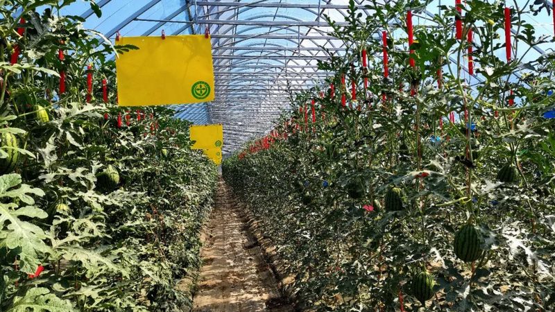 生态农业大棚种植技术：优缺点全面解析