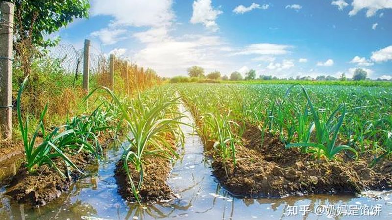 云南农业种植技术培训：线上线下融合，助力丰收之路