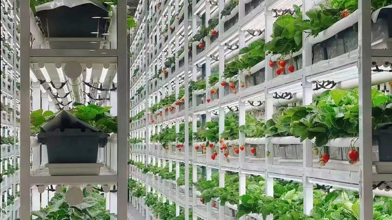 新鲜水果出口报关，这些步骤不能少
